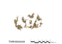 藏品(白苔)的圖片